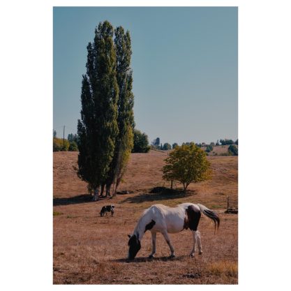 Wit paard in droog landschap met populieren, natuurfotografie